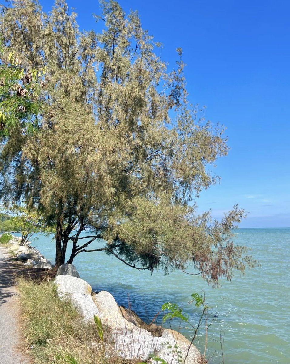 Noorie lova tweet media