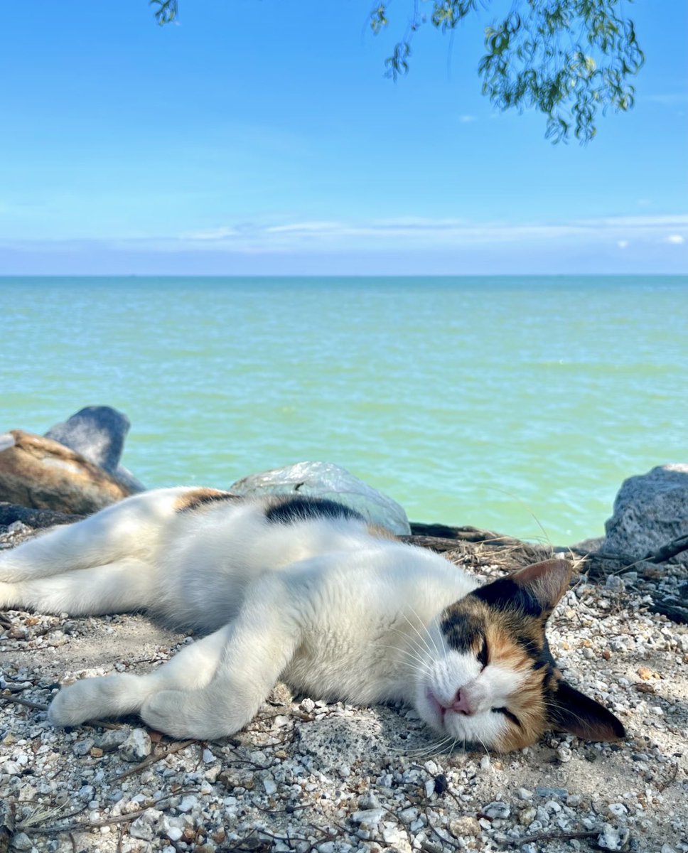 Noorie lova tweet media