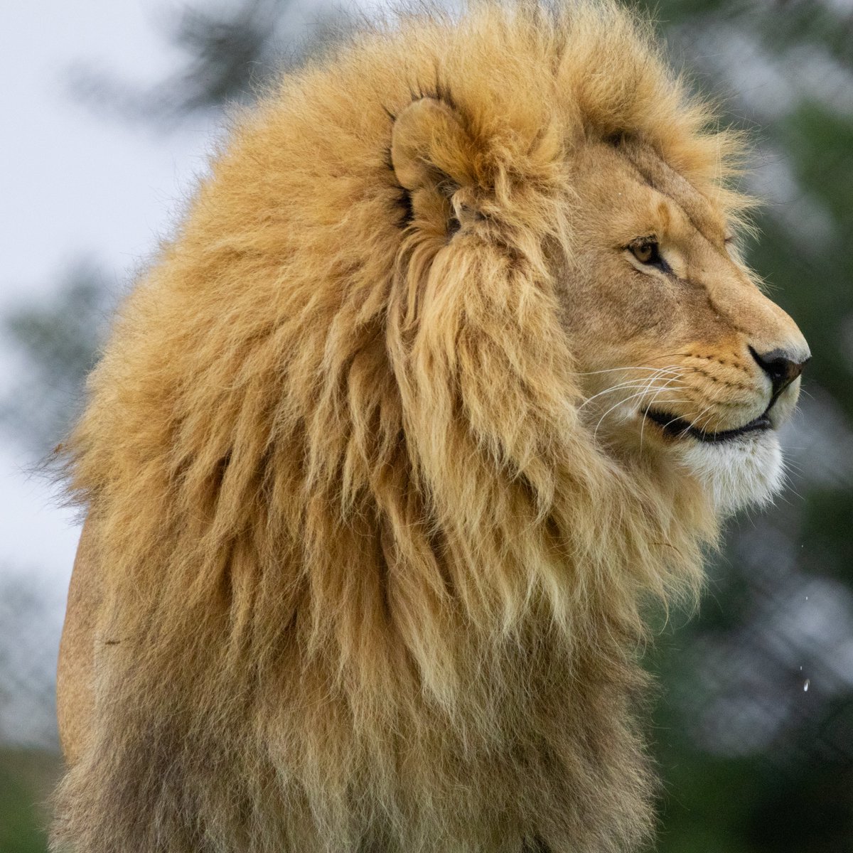 FOUR PAWS South Africa tweet media