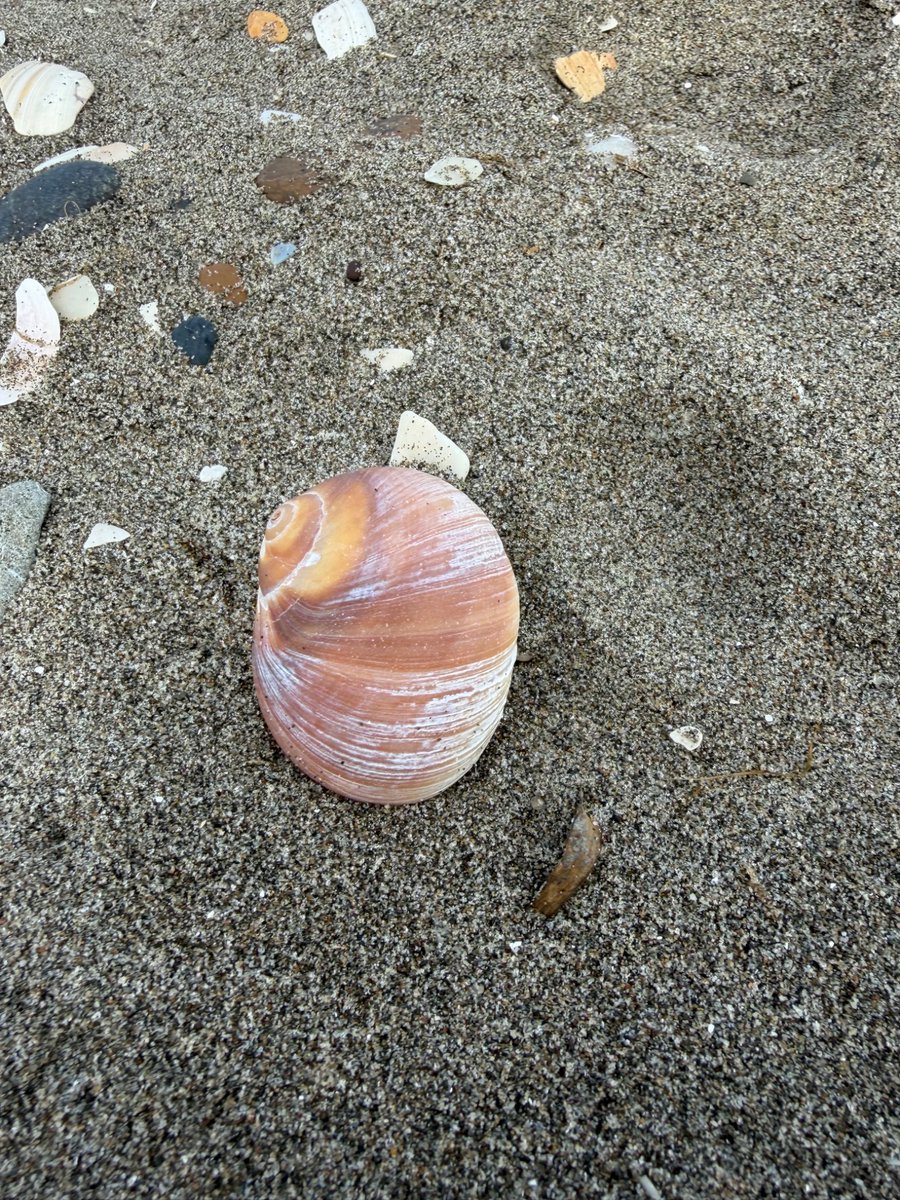 みーる tweet media