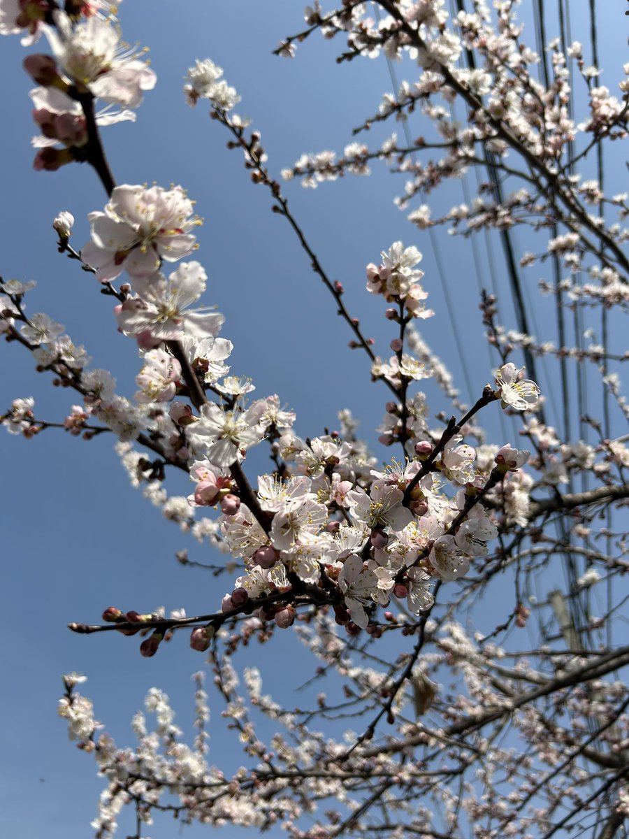 Манул на разжировке tweet media