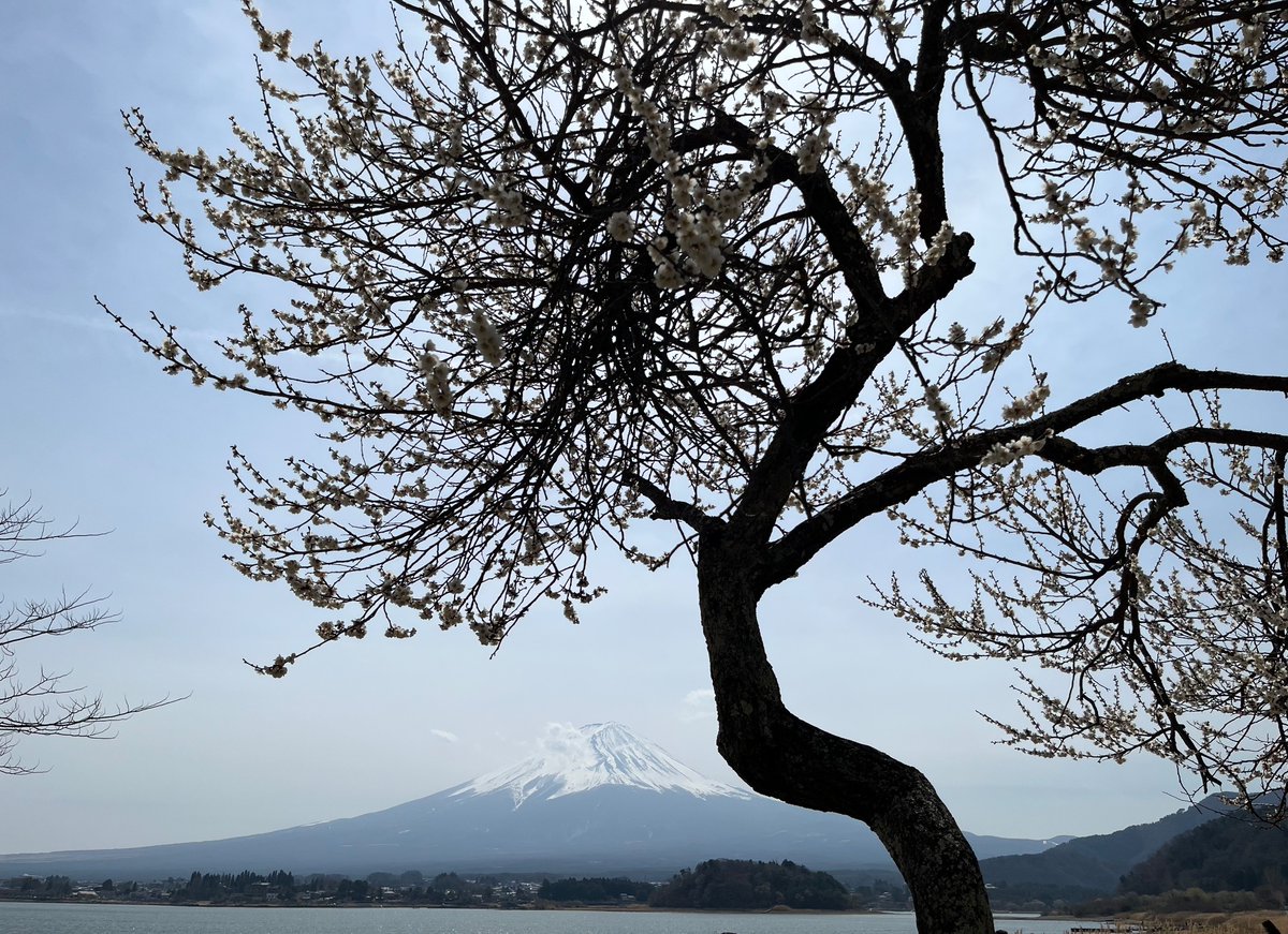 hicug's tweet photo. 桜と富士 https://t.co/iJ4J9hPd5w