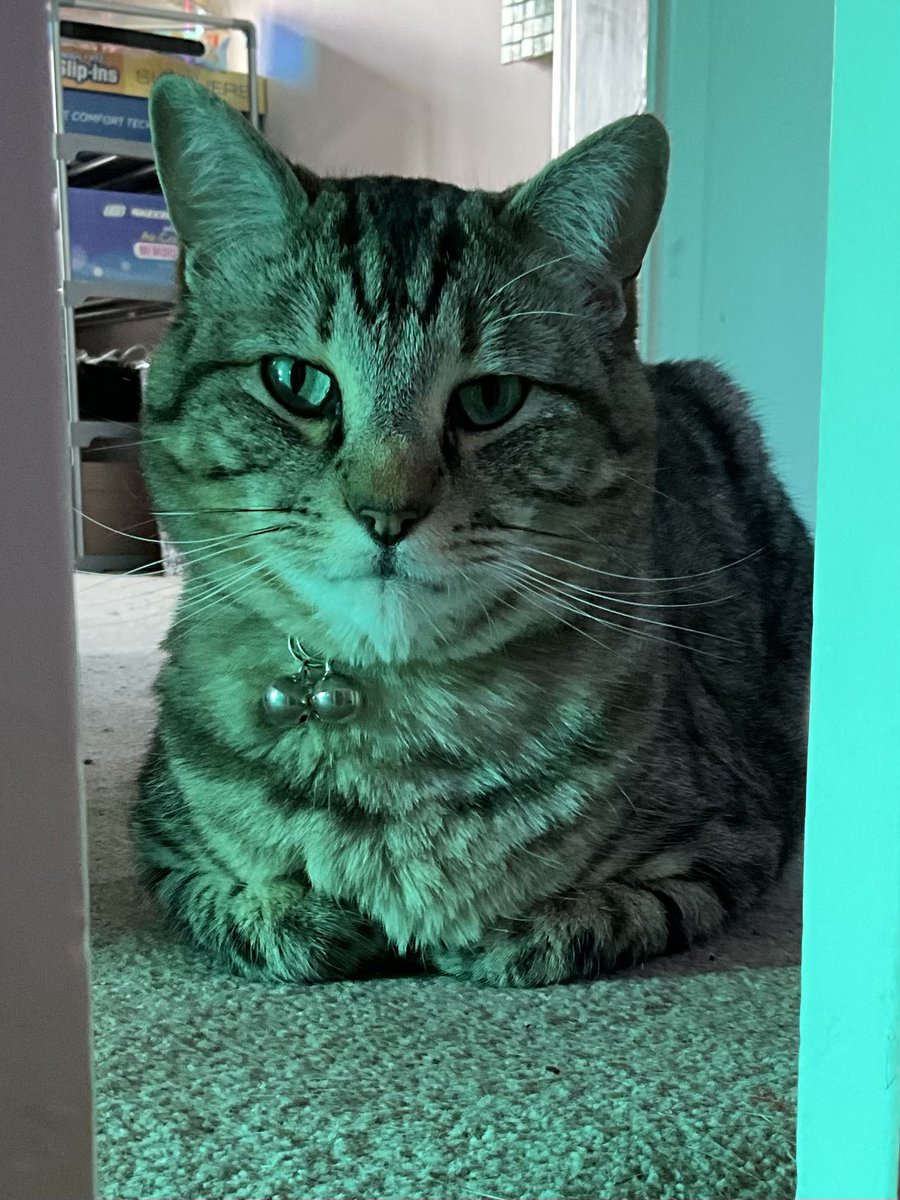 Teddy Bear - The Vicarage Meow 😺 tweet media