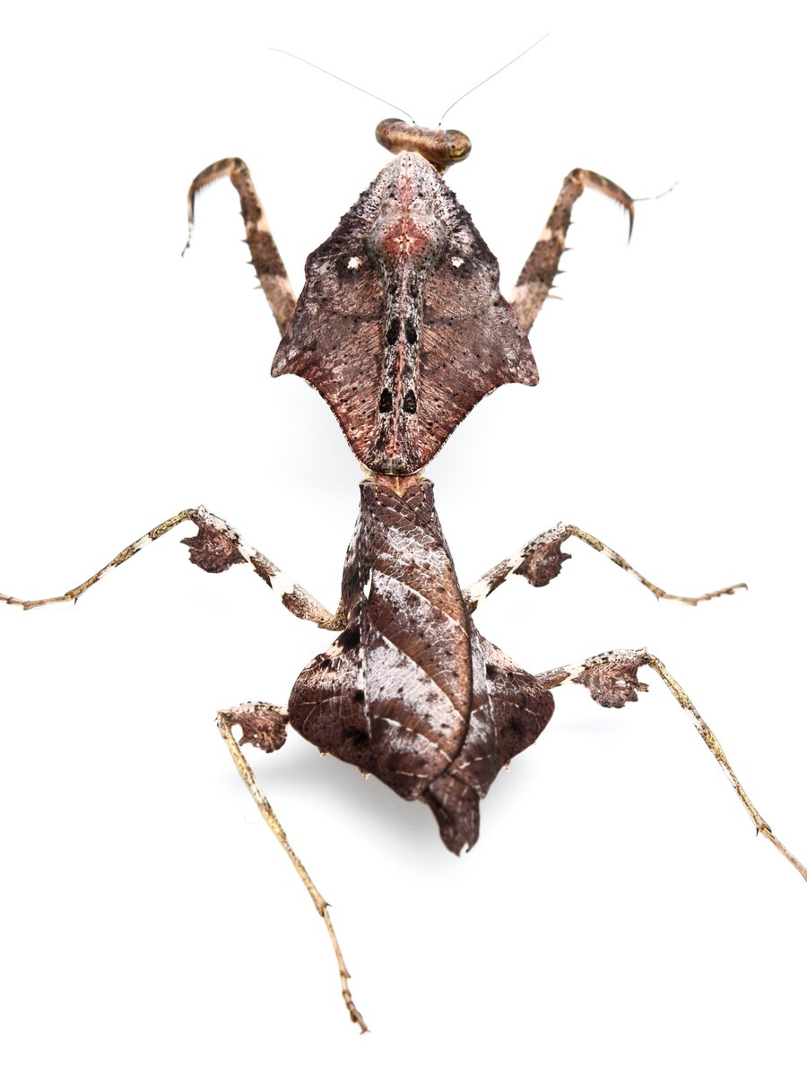 T.K.N 【カマキリ屋】 tweet media