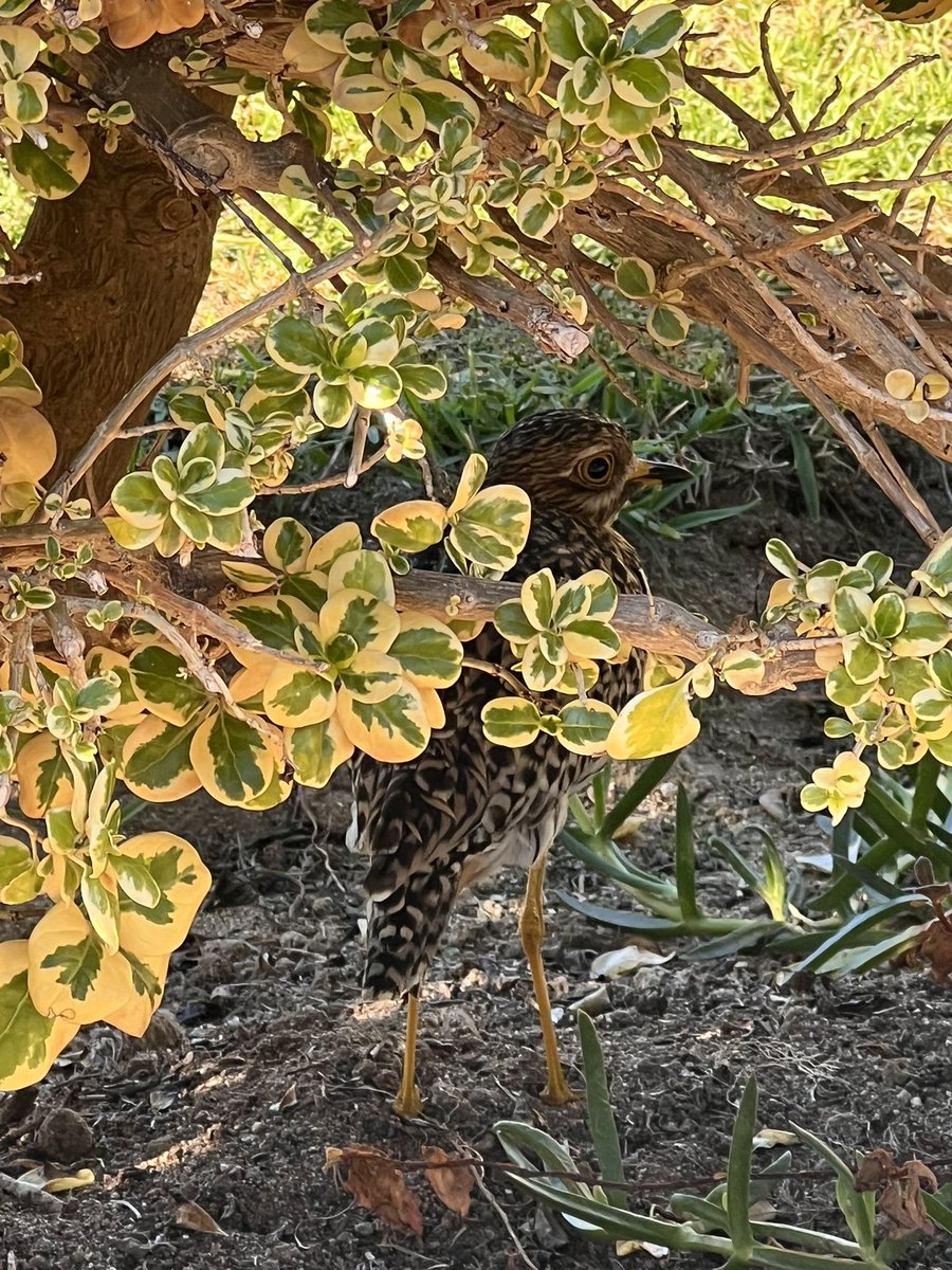 Gabrielle Boyle tweet media