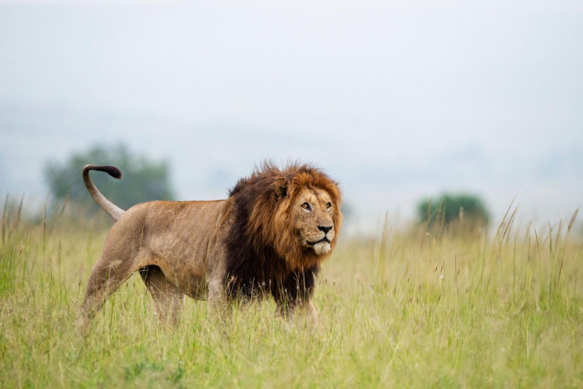 Melodica Safaris (@Melodica_Safari) / Posts / X