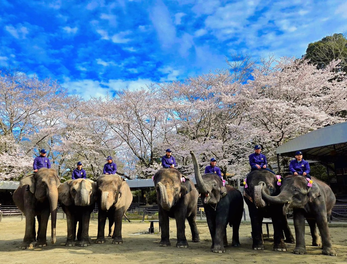 市原ぞうの国・サユリワールド【公式】 tweet media