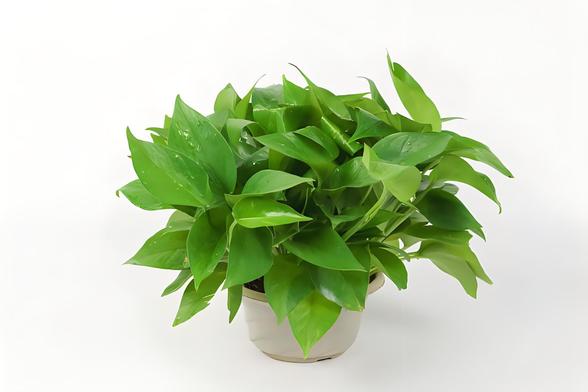 Роман Трищ tweet media