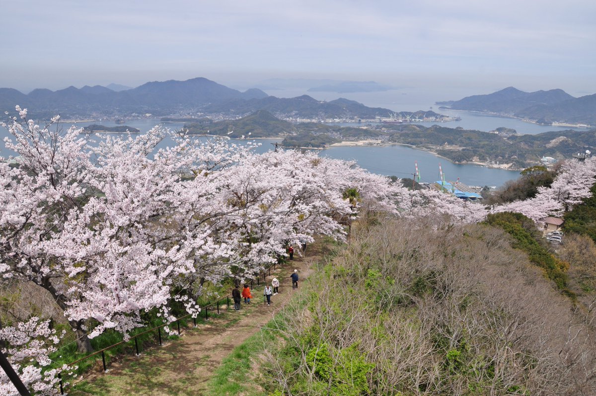 🌸尾道観光協会[おのなび]（広島県） tweet media