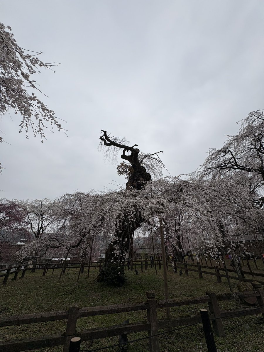 Suzu3Aya's tweet photo. 清雲寺しだれ桜🌸 https://t.co/n2iEwh1vNm