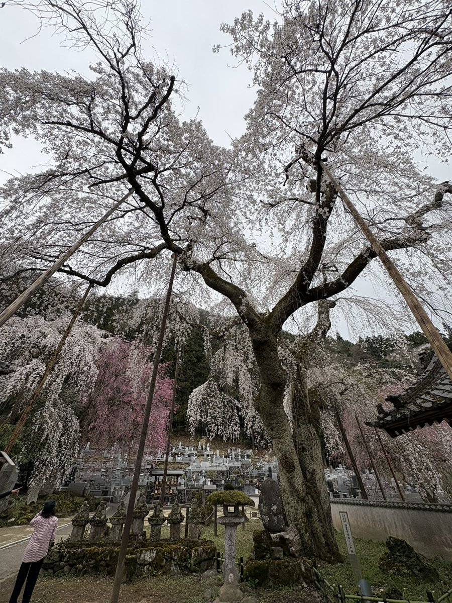Suzu3Aya's tweet photo. 清雲寺しだれ桜🌸 https://t.co/n2iEwh1vNm