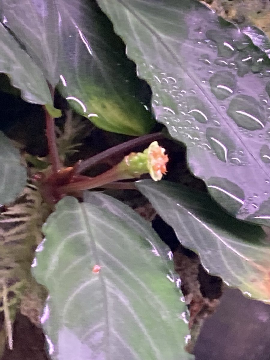 山水苑 tweet media