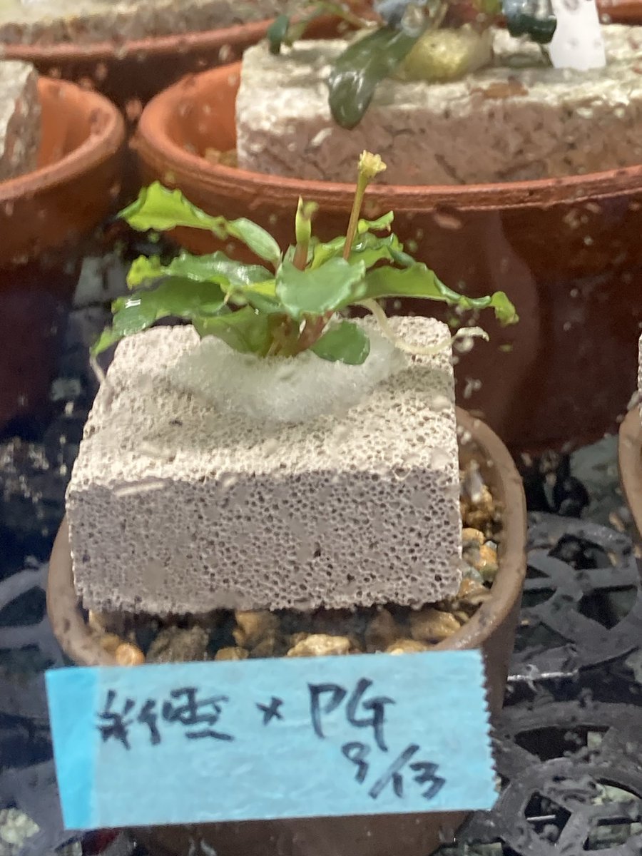 山水苑 tweet media