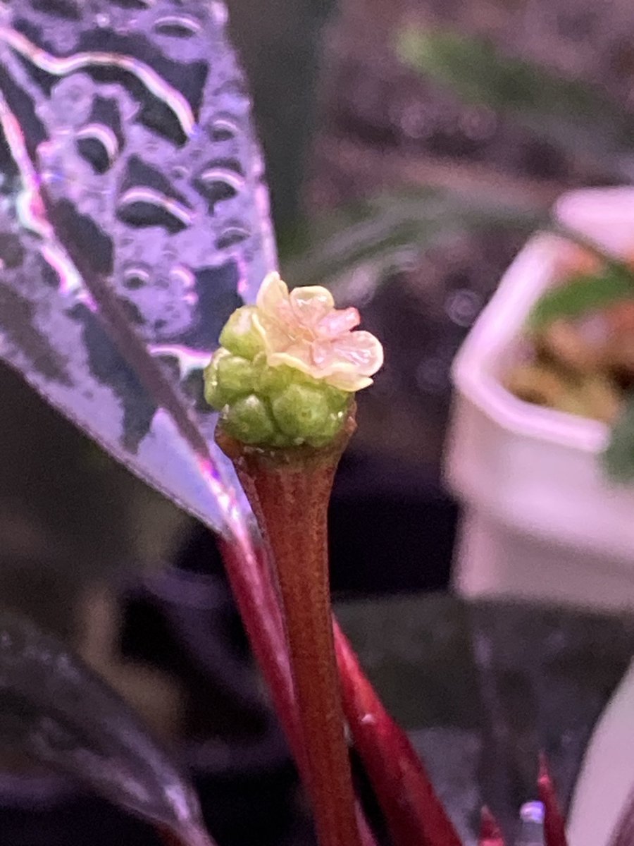 山水苑 tweet media