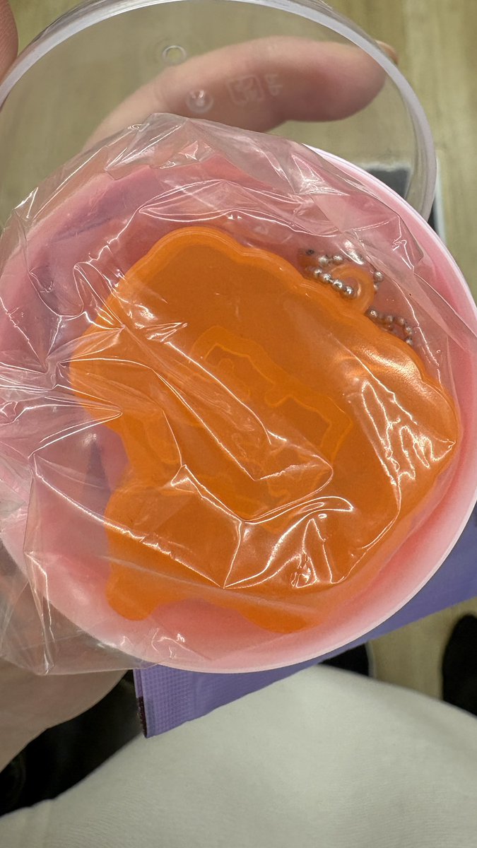 わらび tweet media