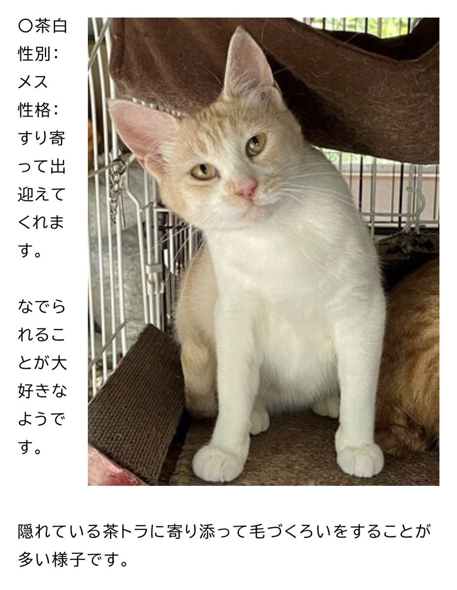 保護ねこカフェもりねこ tweet media
