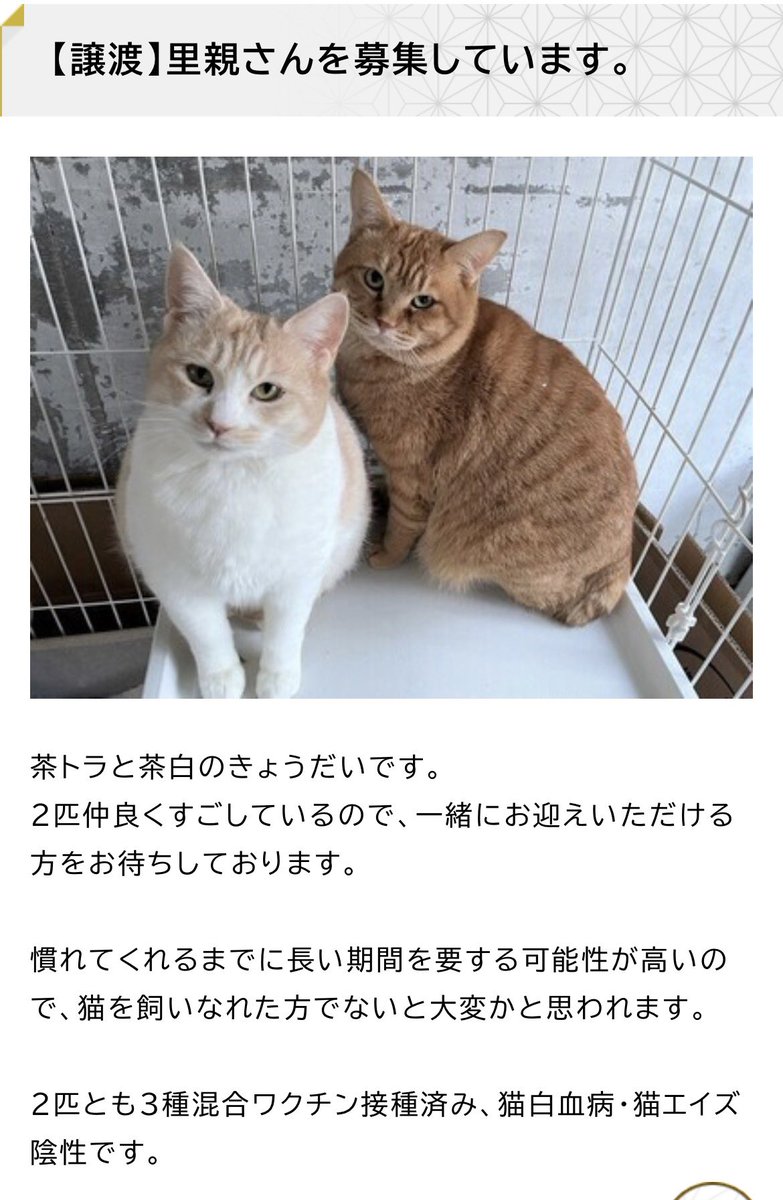 保護ねこカフェもりねこ tweet media