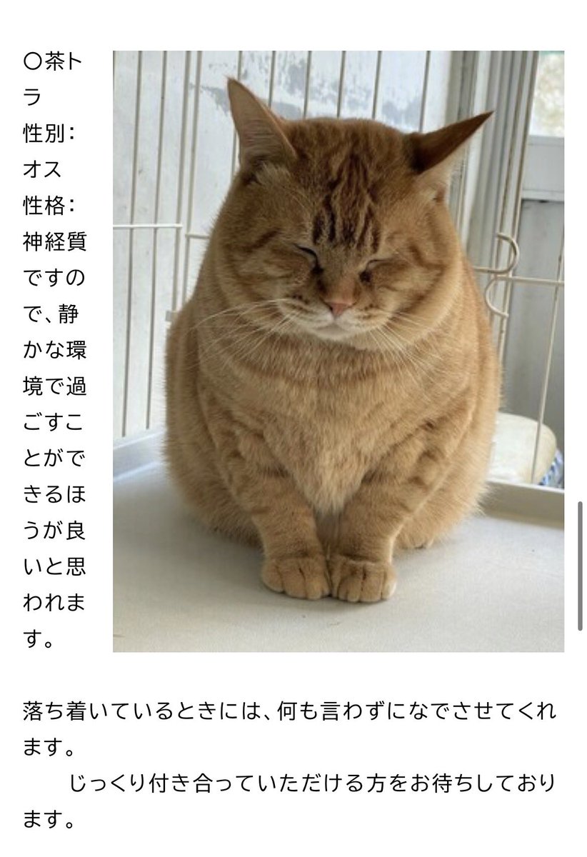 保護ねこカフェもりねこ tweet media