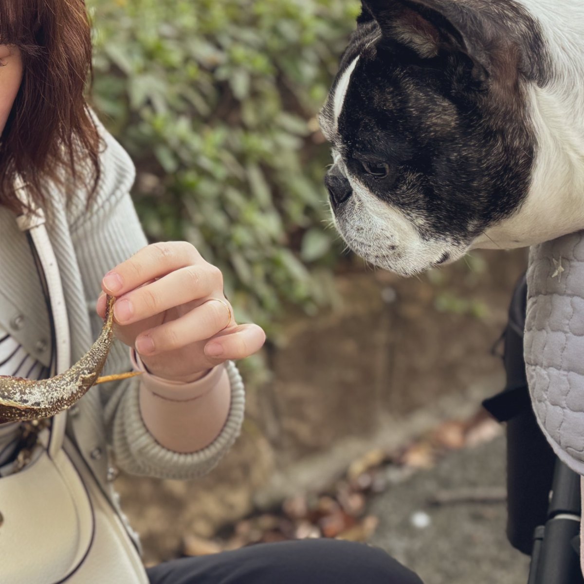 フレンチブルドッグひまりさん🐶🐾 tweet media