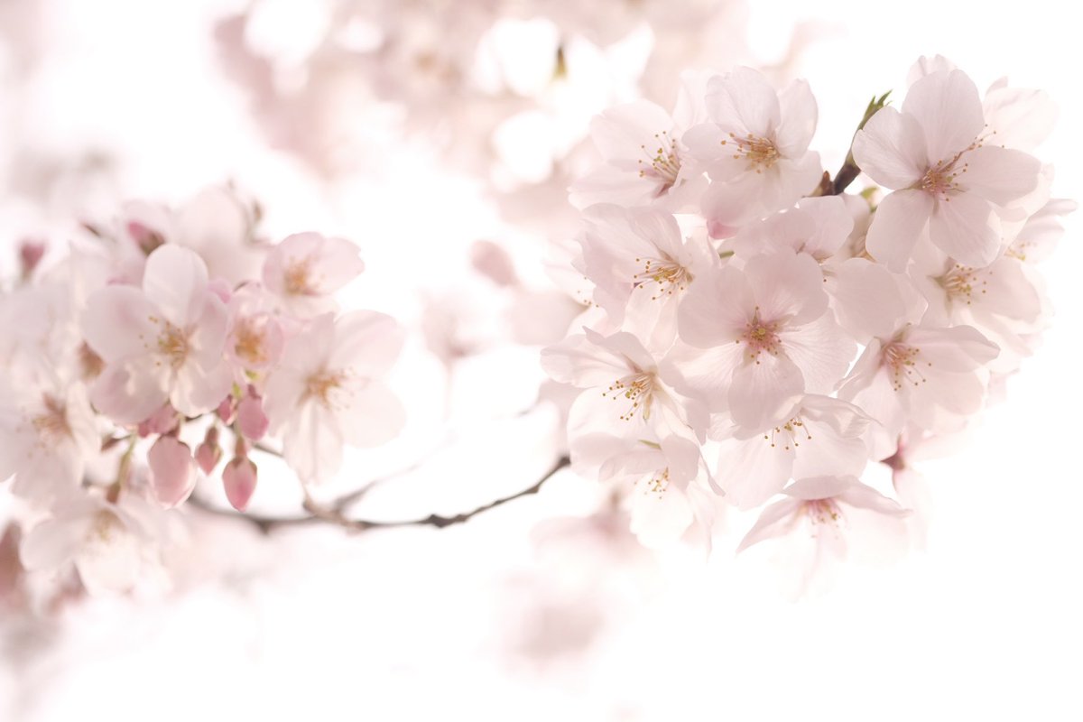 coco catlover tweet media