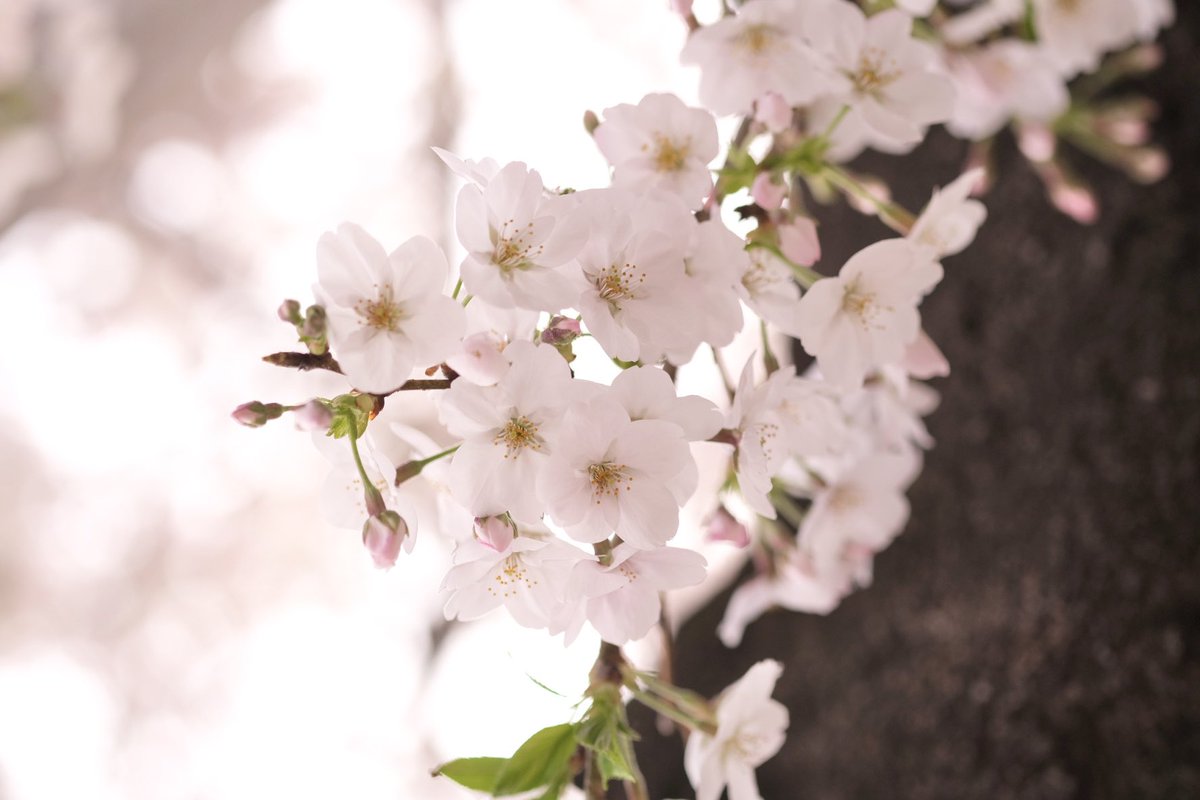 coco catlover tweet media