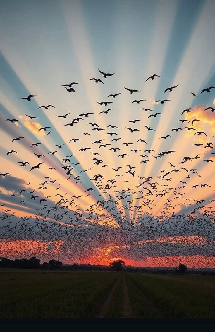 Nature's Embrace tweet media