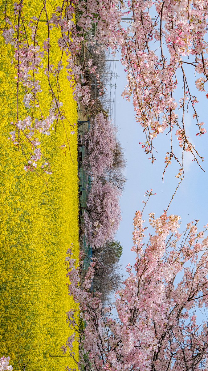 あっさらしい～！ tweet media