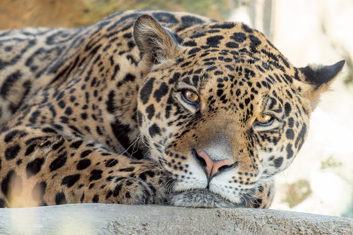 しおり tweet media