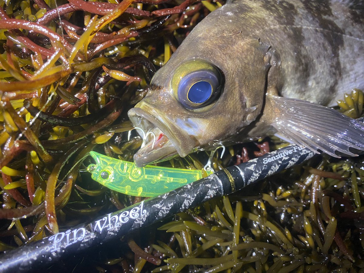 青木 海 tweet media