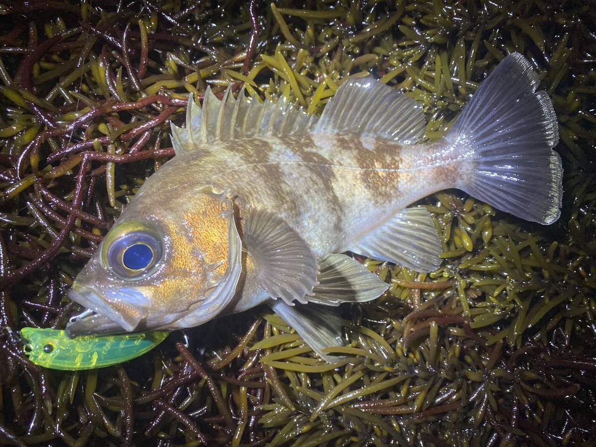 青木 海 tweet media