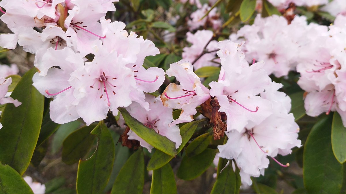 うぃーP tweet media