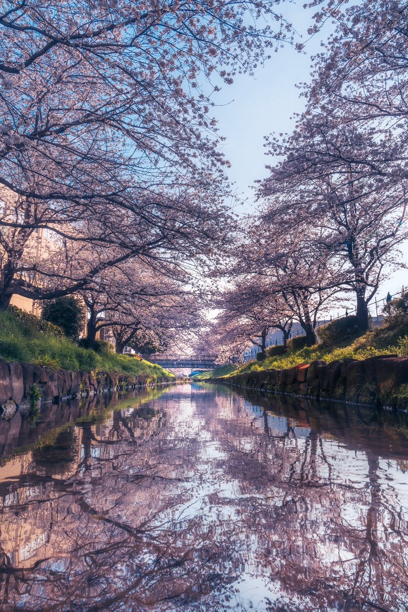 ポムの蒼。(ポムノアオ) tweet media