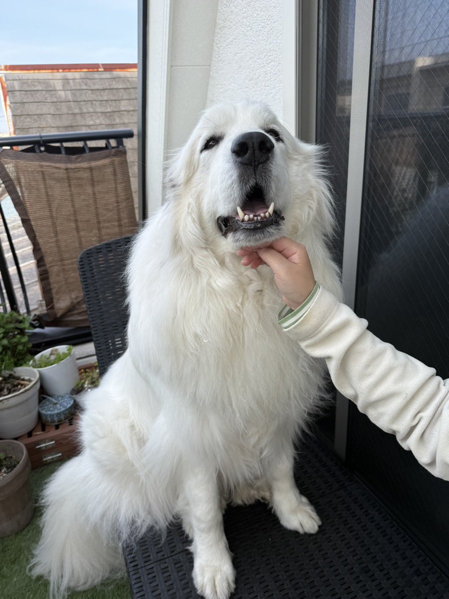 セレネちゃん日記 tweet media