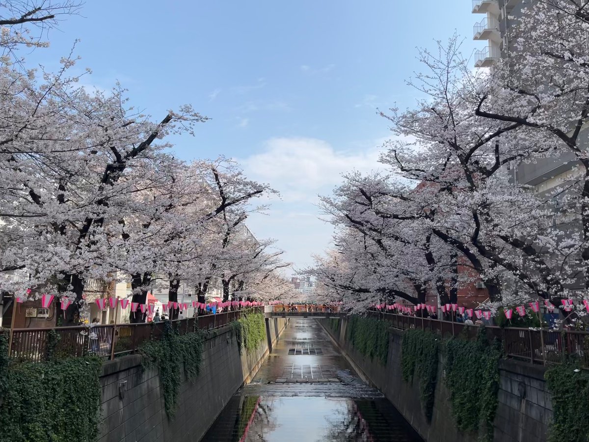 hicug's tweet photo. 川と青空と桜 https://t.co/D3fWG9aZIV