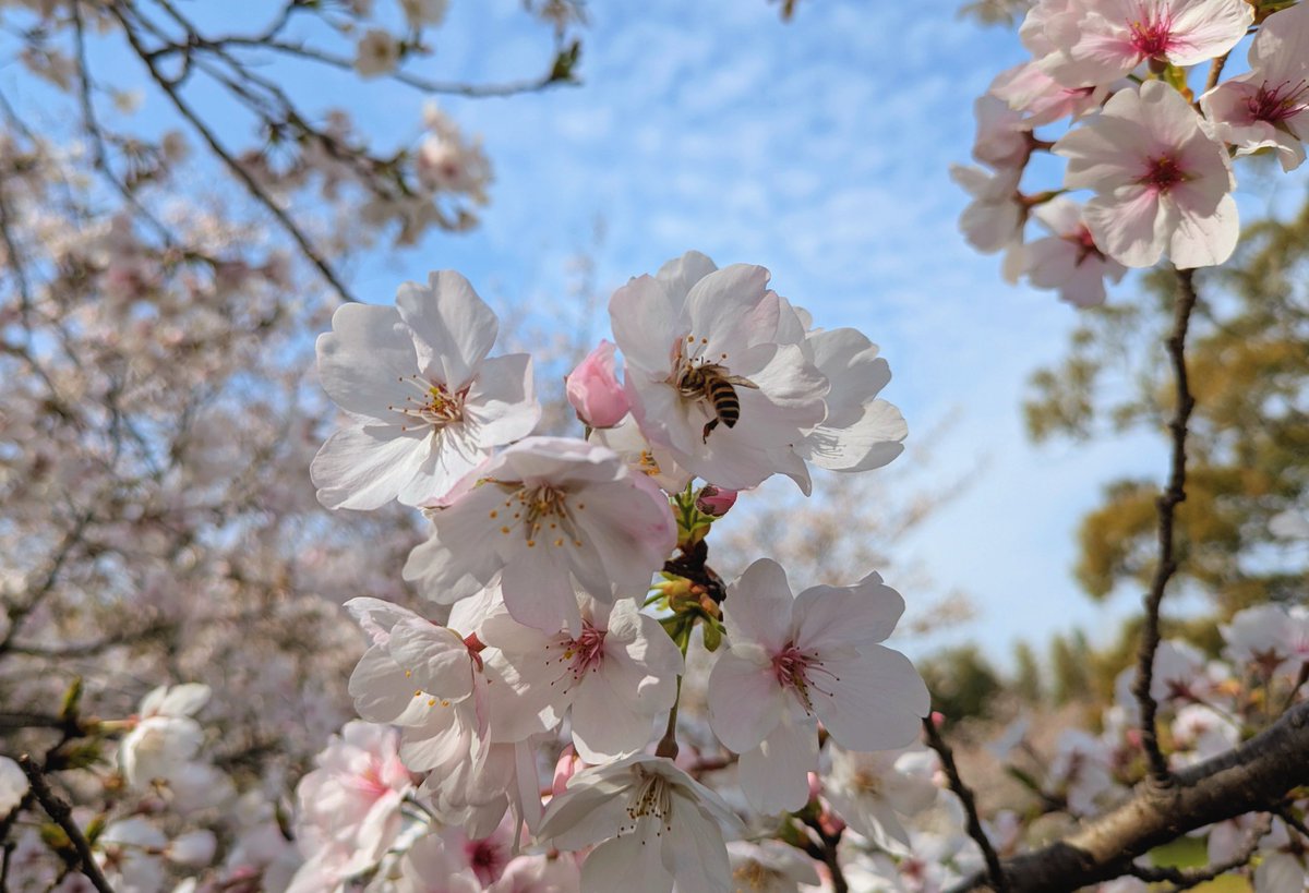 冷凍たこ焼きの八ちゃん堂(公式) tweet media