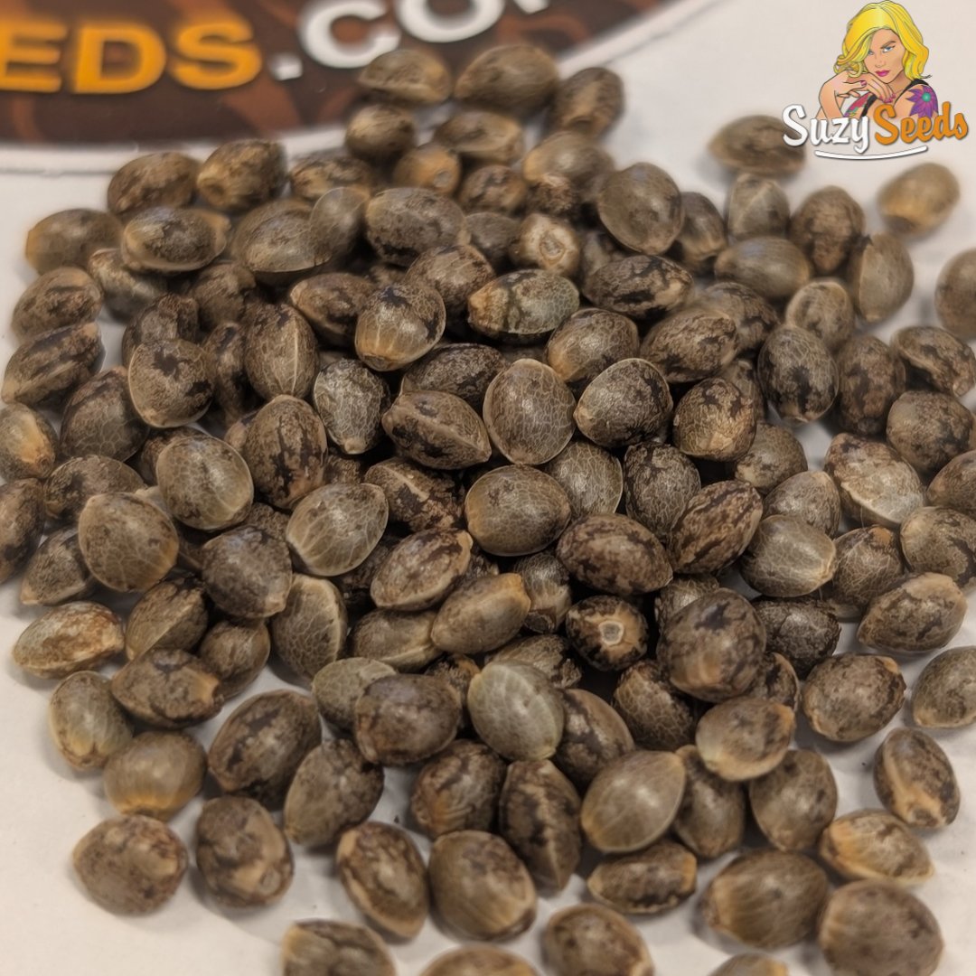 SuzySeeds tweet media