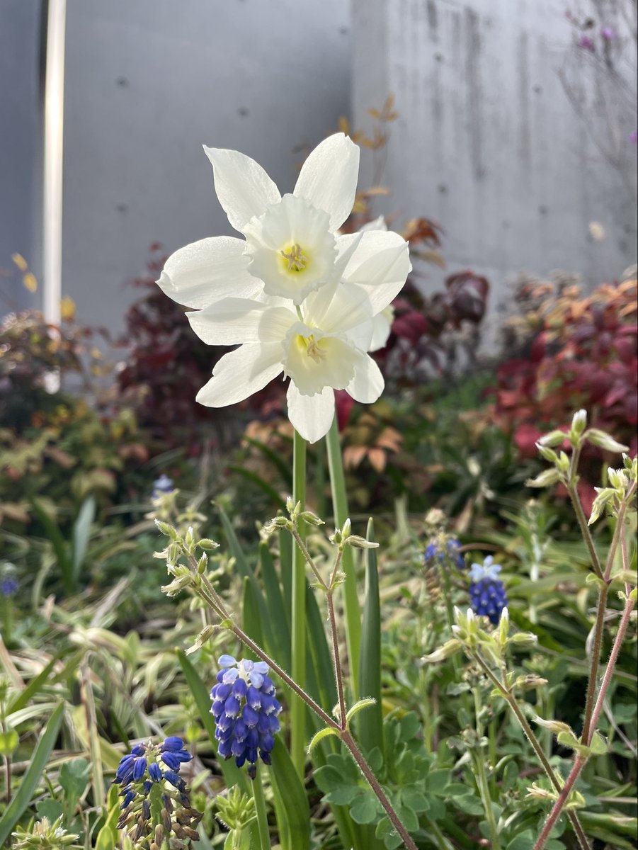 こだま和文 tweet media