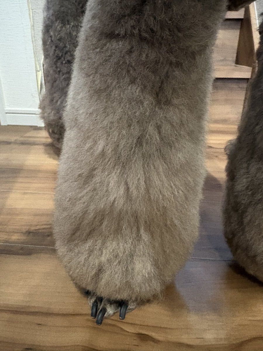 ハクはむ🐹🐶 tweet media