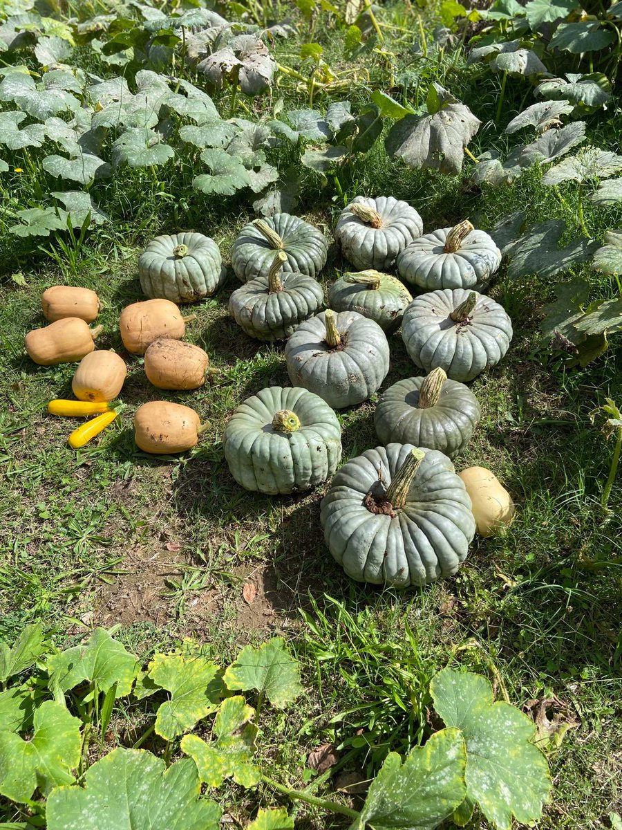 Jimmy Barnes tweet media