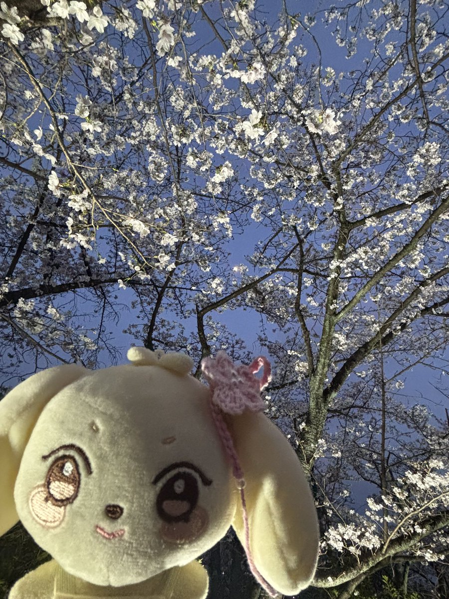 昨日の夕暮れ時の散歩にて🌸

yumittt2ちゃん♡
かわいい🌸アクセありがとう💕