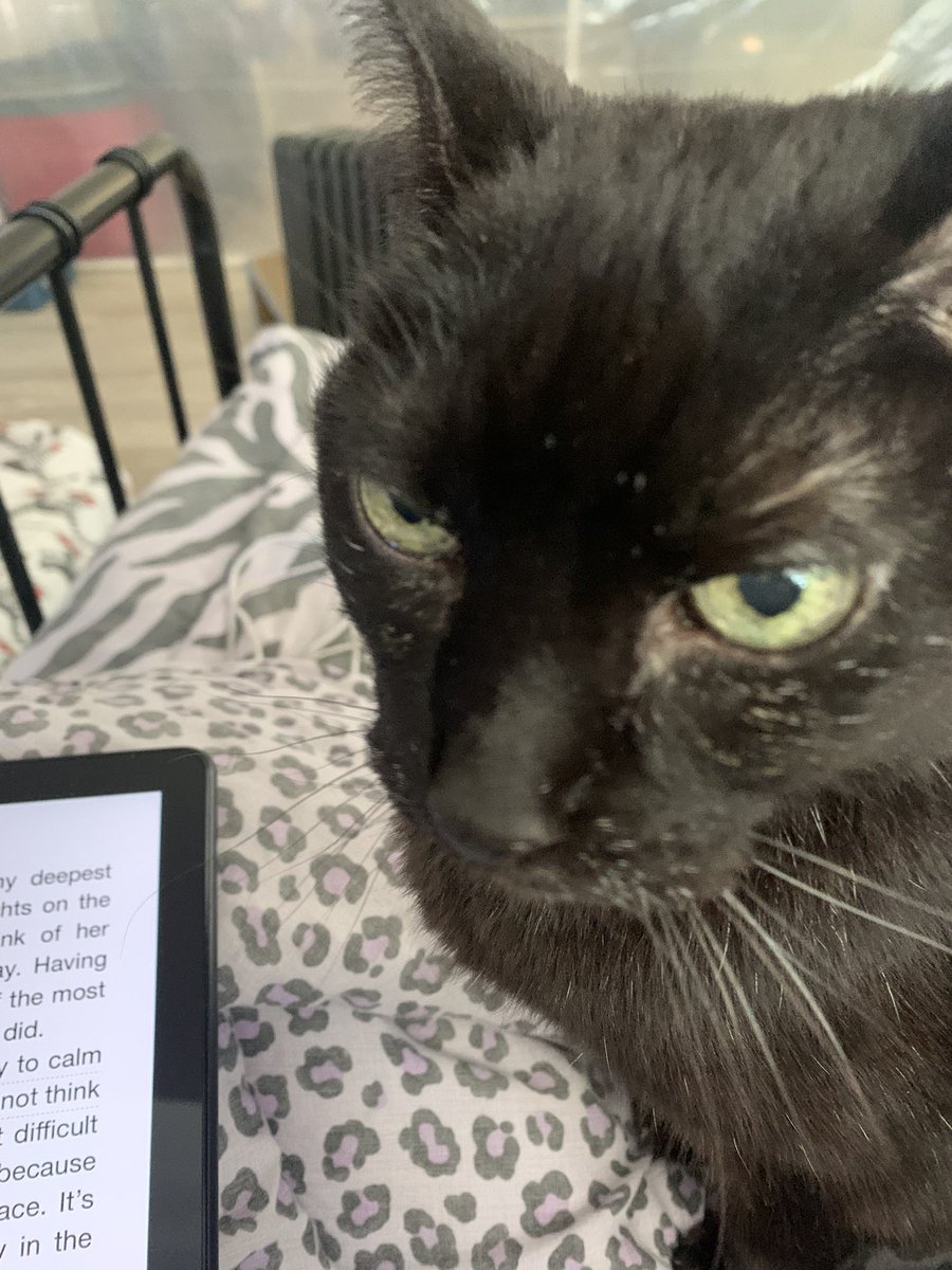 The Amazing AcroCats tweet media