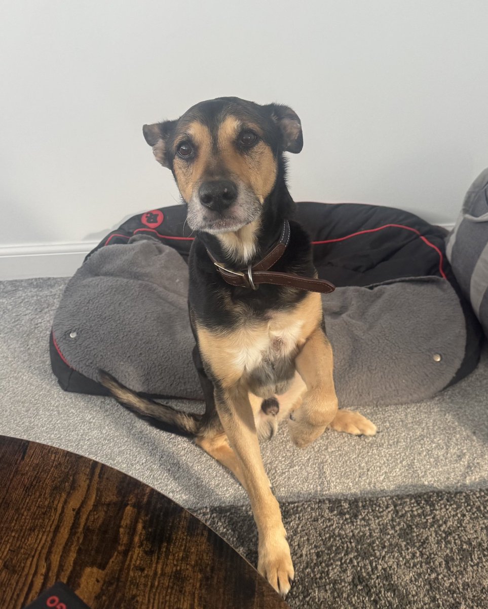 Help2Rehome Scotland tweet media