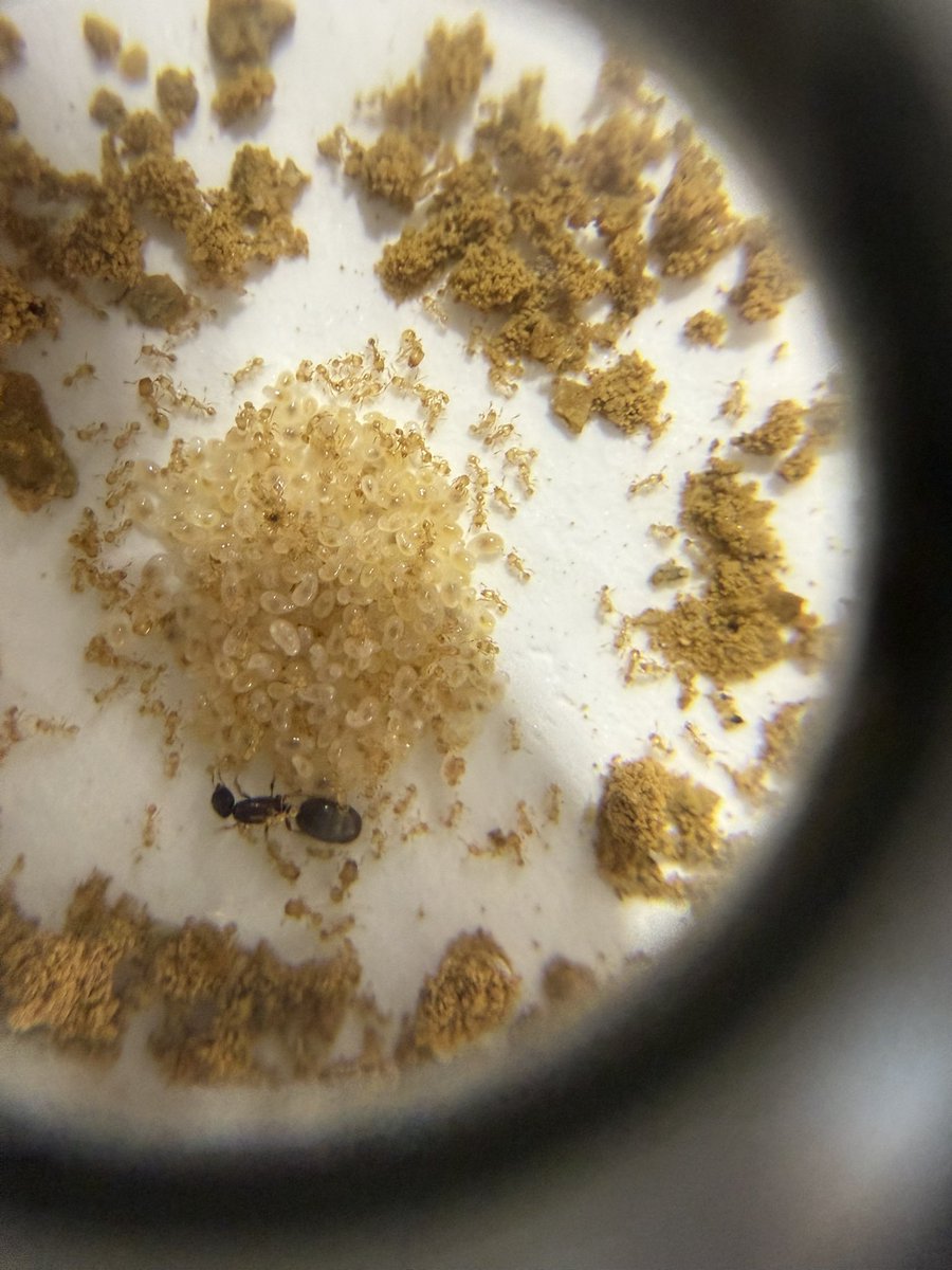 AYimport tweet media