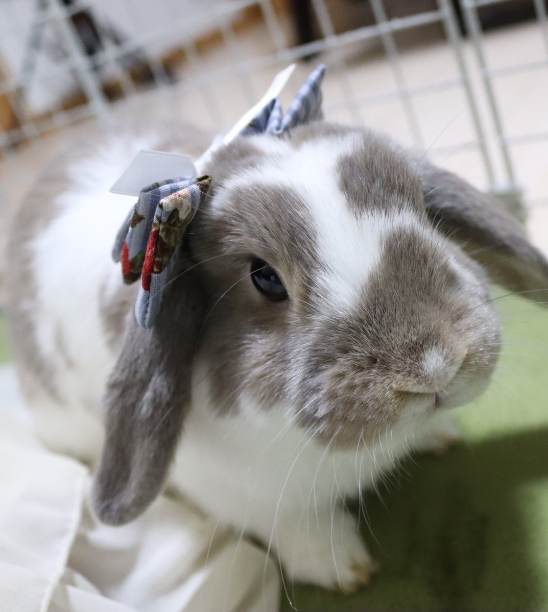 🐰まふぃあ＆はです (あのめ趣味アカウント) tweet media