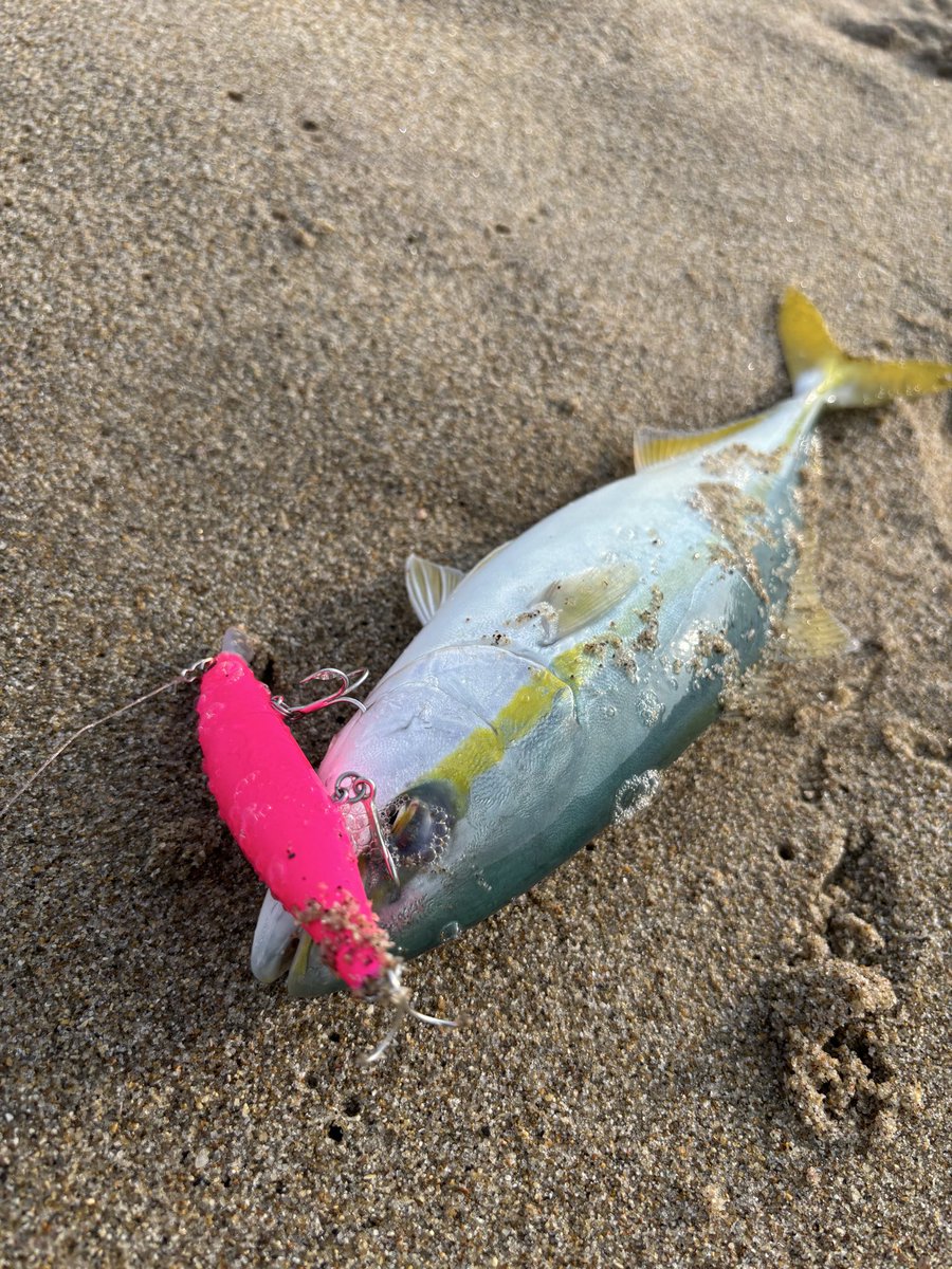 ダースー🐿️ tweet media