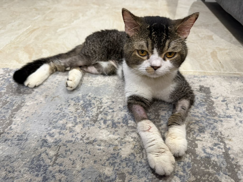 Han Sheryn tweet media