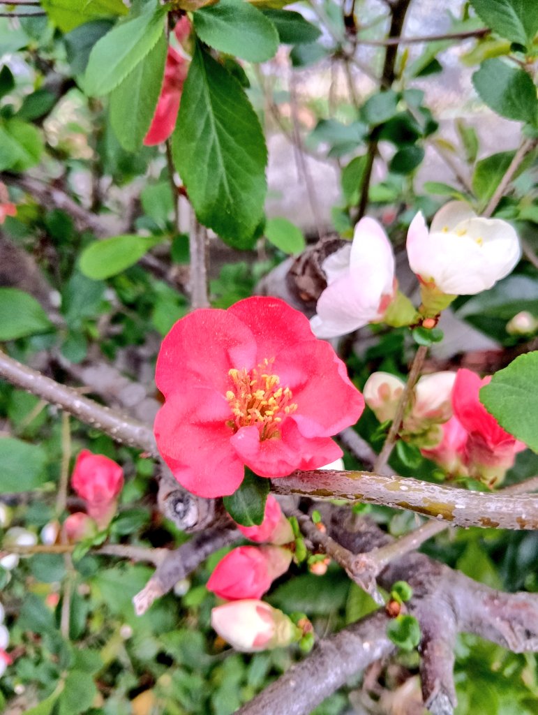 メヒロ tweet media