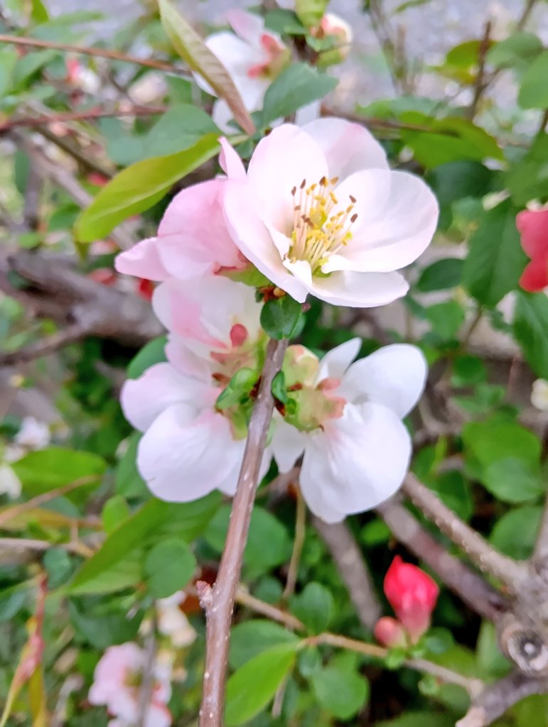 メヒロ tweet media