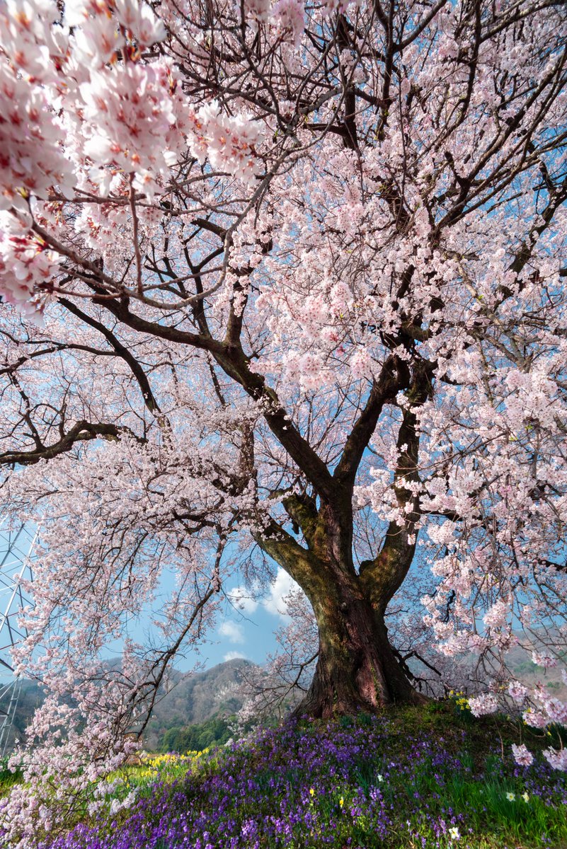 ばし（霧雨） tweet media