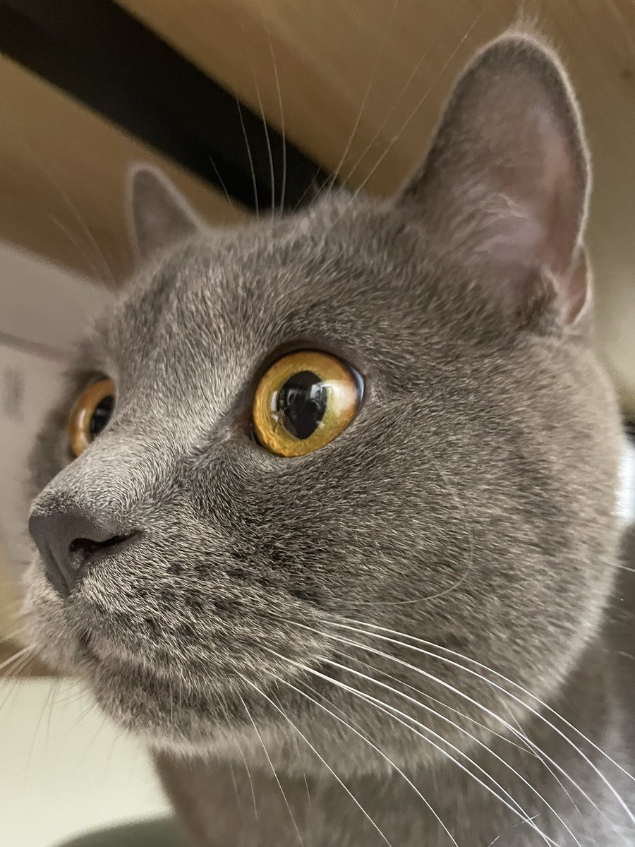 ブリオくんは猫なのさ tweet media